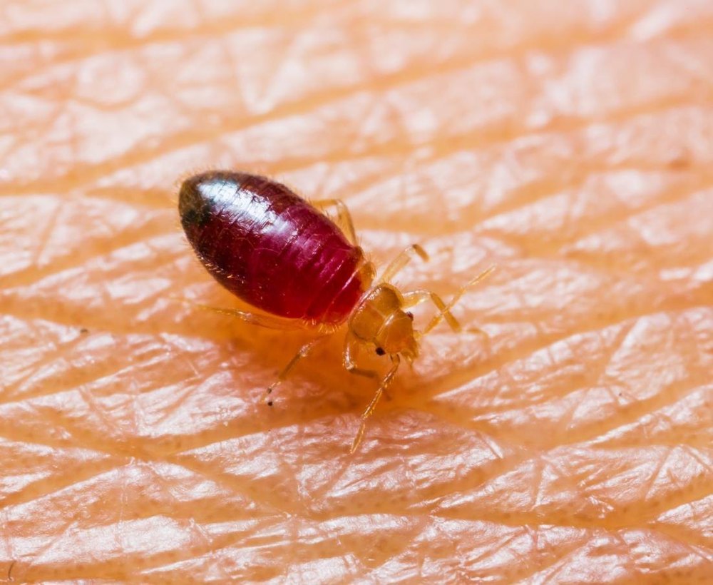 How to Create a Bed Bug Prevention Plan